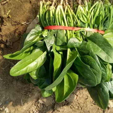 大叶菠菜20~25厘米