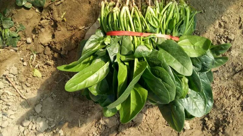 大叶菠菜20~25厘米