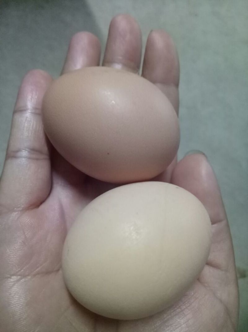 土鸡蛋食用50~60g