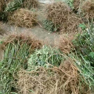 甜茶苗，种子苗！大瑶山刺儿茶