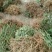 甜茶苗，种子苗！大瑶山刺儿茶
