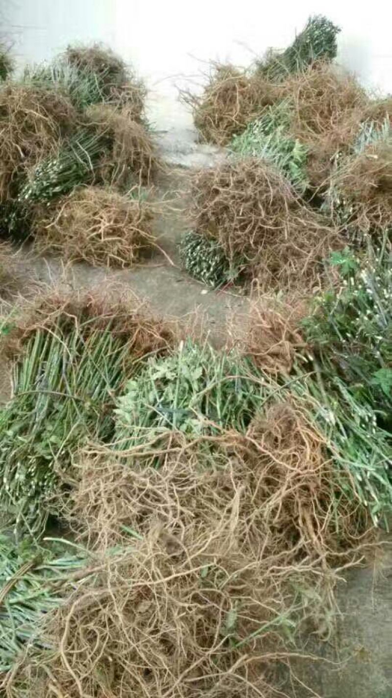 甜茶苗，种子苗！大瑶山刺儿茶