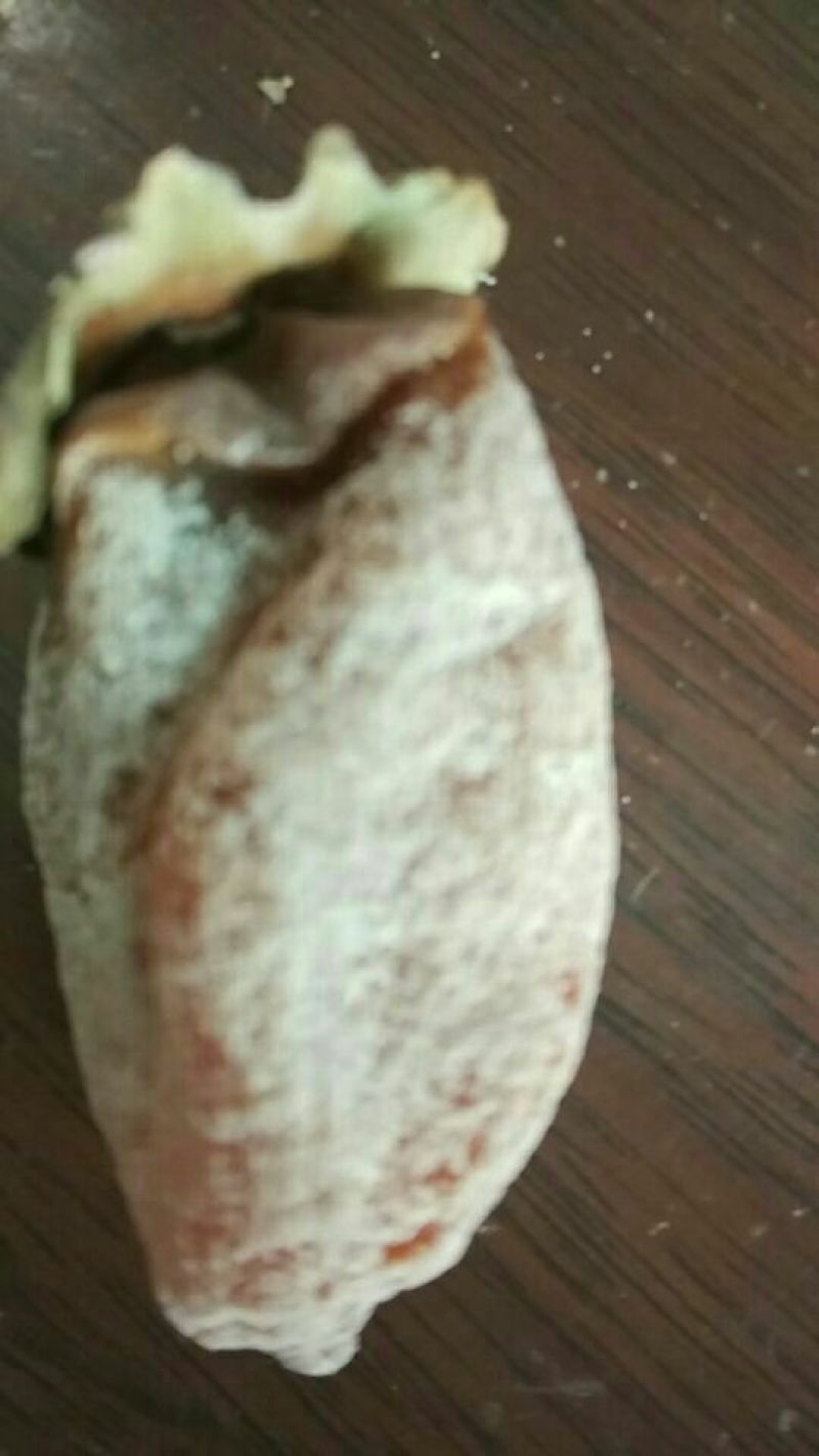柿饼1两以下