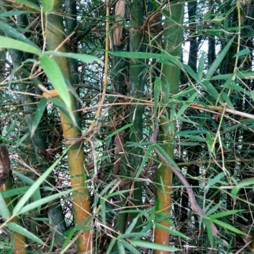 竹竿