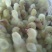 四季鹅苗60~70g