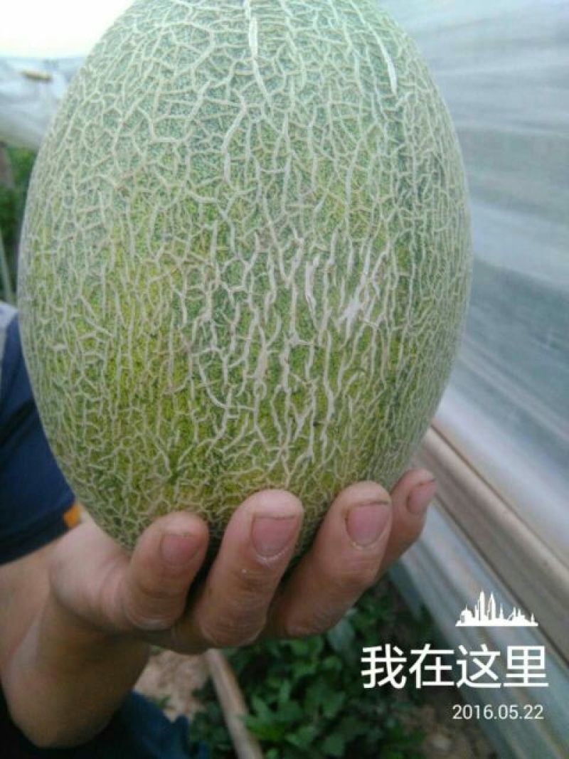 西州蜜瓜2斤以上椭圆形