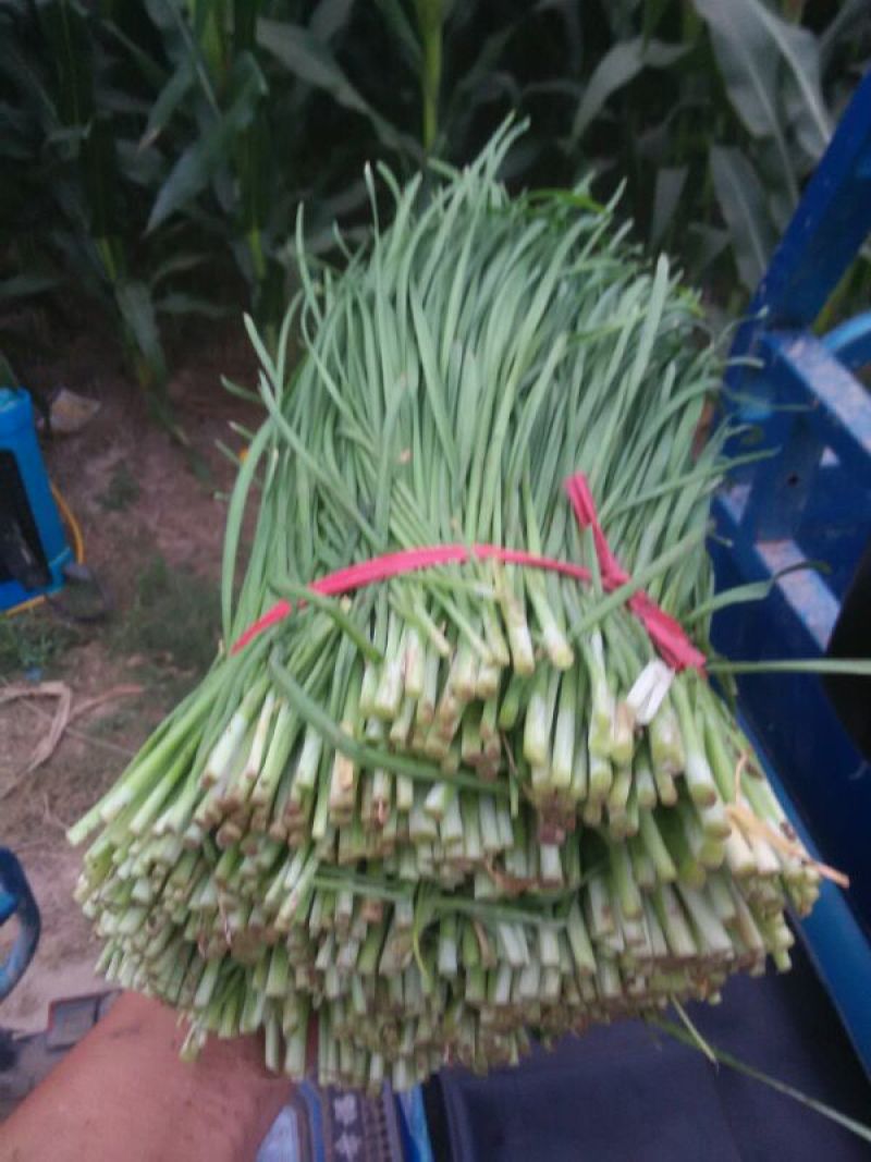 大棚韭菜大量上市。。。。。。。。。。。，，，，