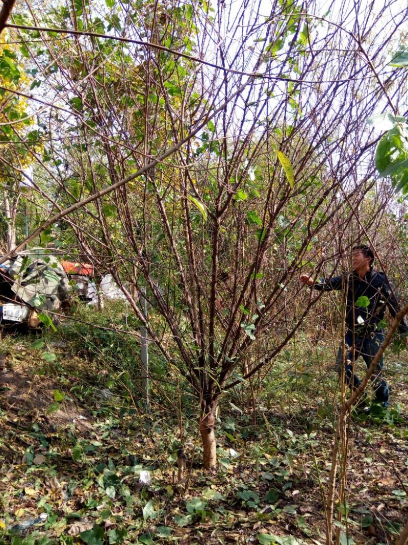 榆叶梅价格梅花价格苗圃直销规格齐全无中介