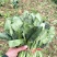 大叶菠菜15~20厘米