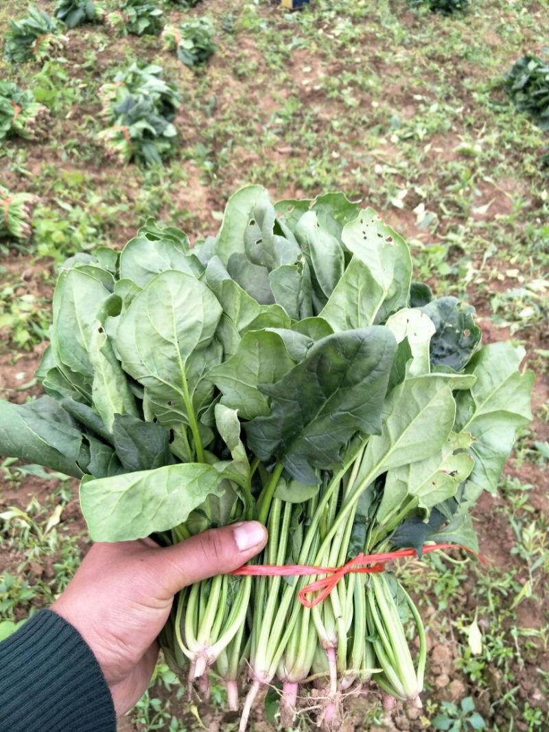 大叶菠菜15~20厘米