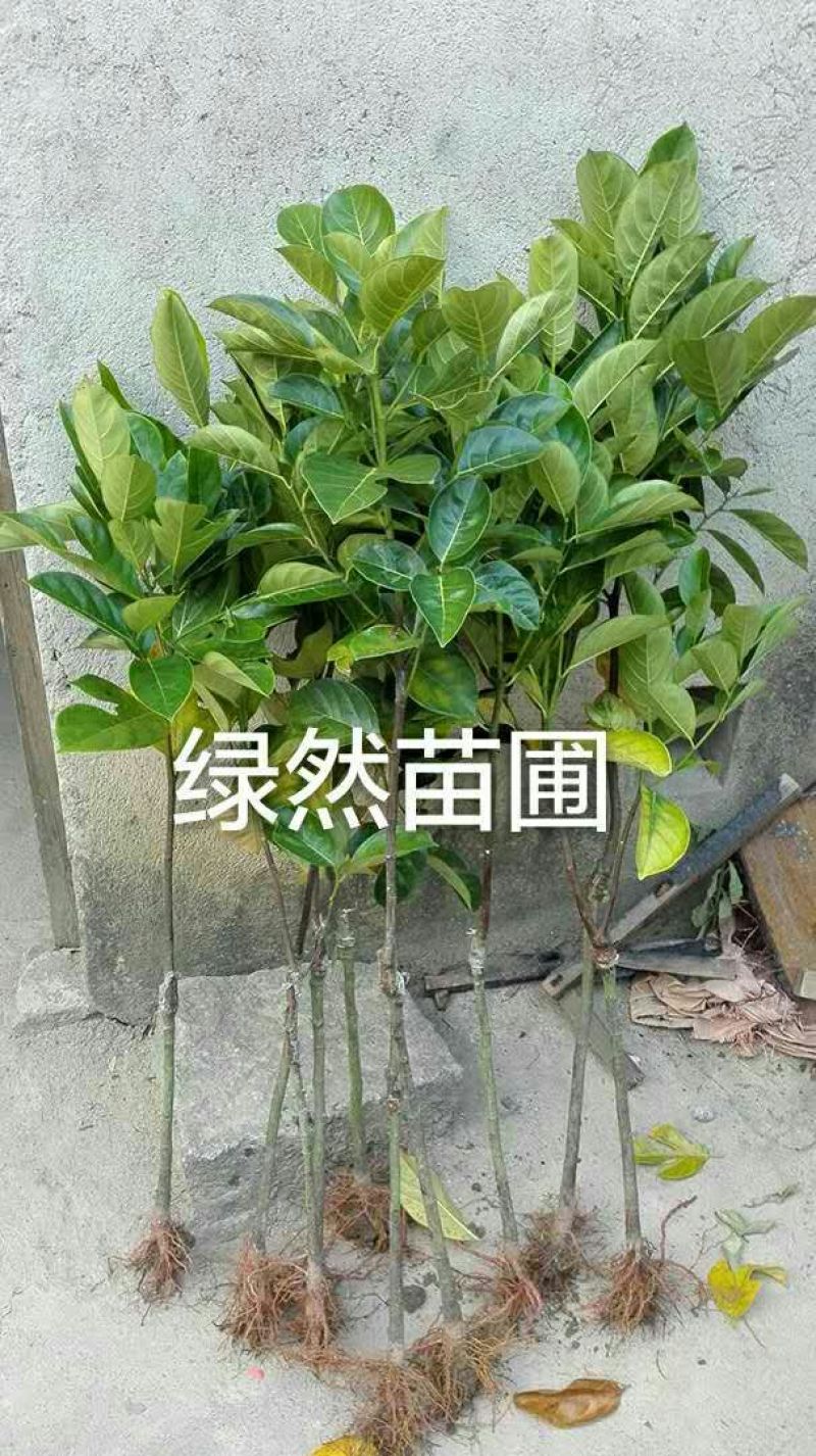 菠萝蜜苗正品嫁接苗高产，基地直发，保证品种质量