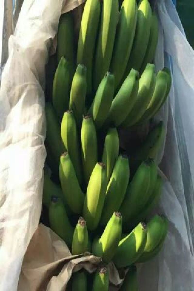 巴西香蕉