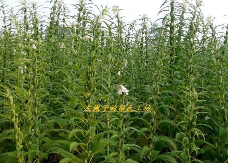 芝麻油
