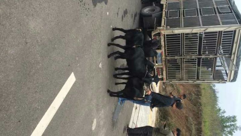 黑山羊种羊30斤以下