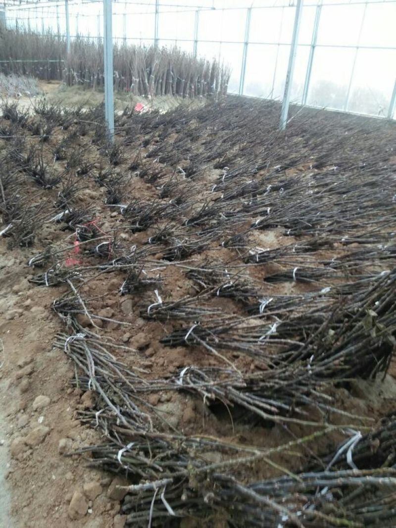 核桃苗一年苗50~100cm