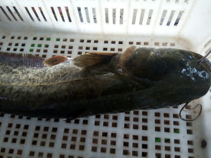 大口鲶食用