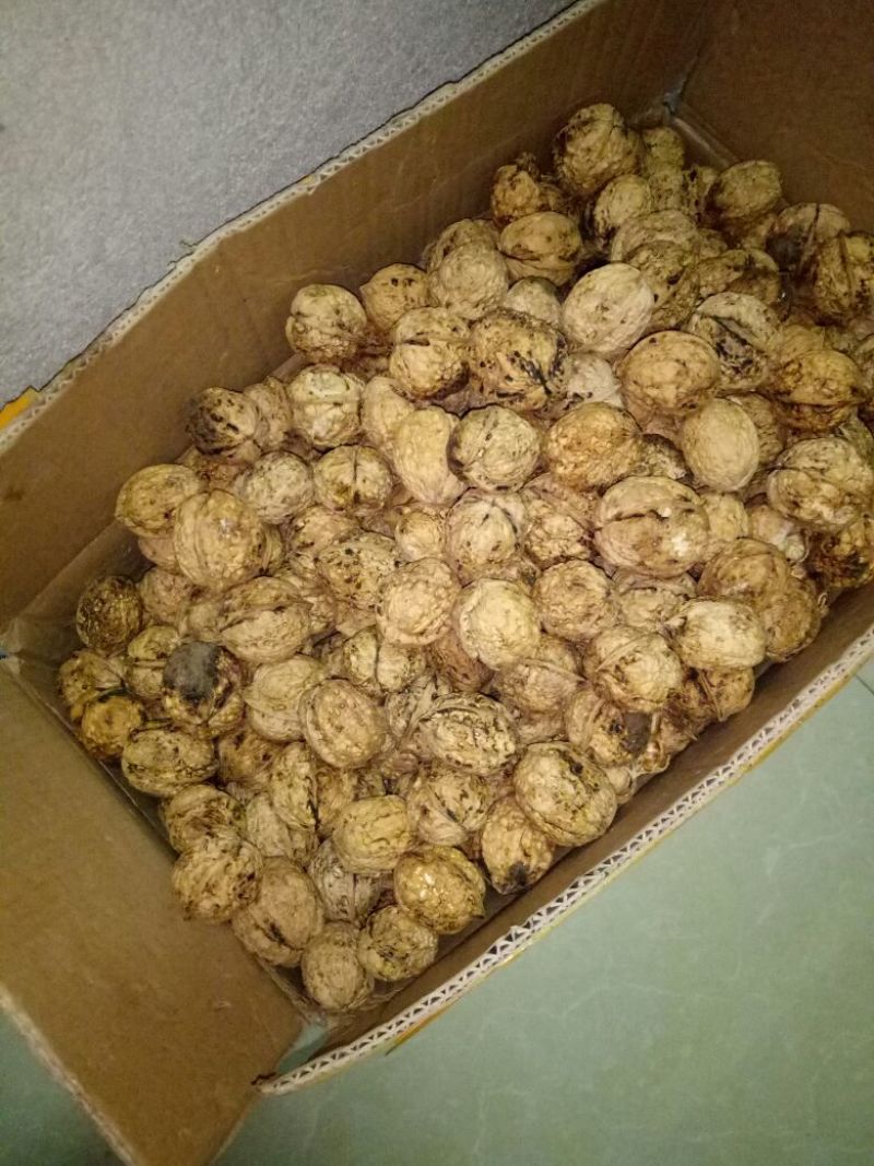 纸皮核桃30mm以上去皮干