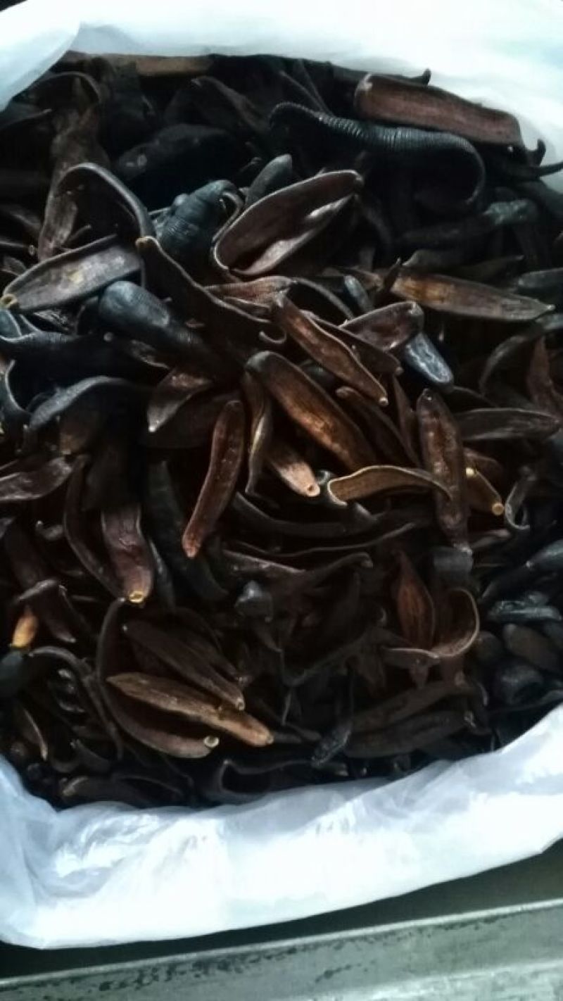 宽体金线蛭药用