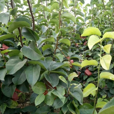 黄金梨350~400g纸加膜