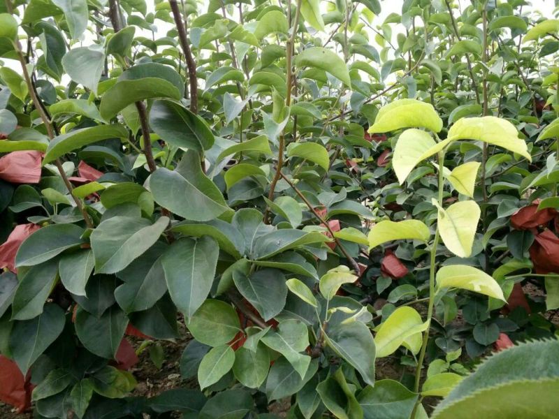 黄金梨350~400g纸加膜