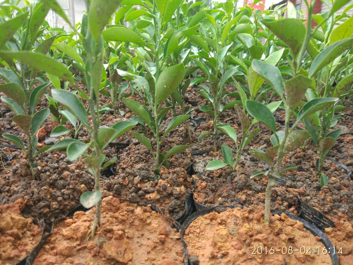 四川眉山市东坡区柑橘苗 10cm以下批发_叶祥