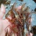 河虾活虾16~20只/kg