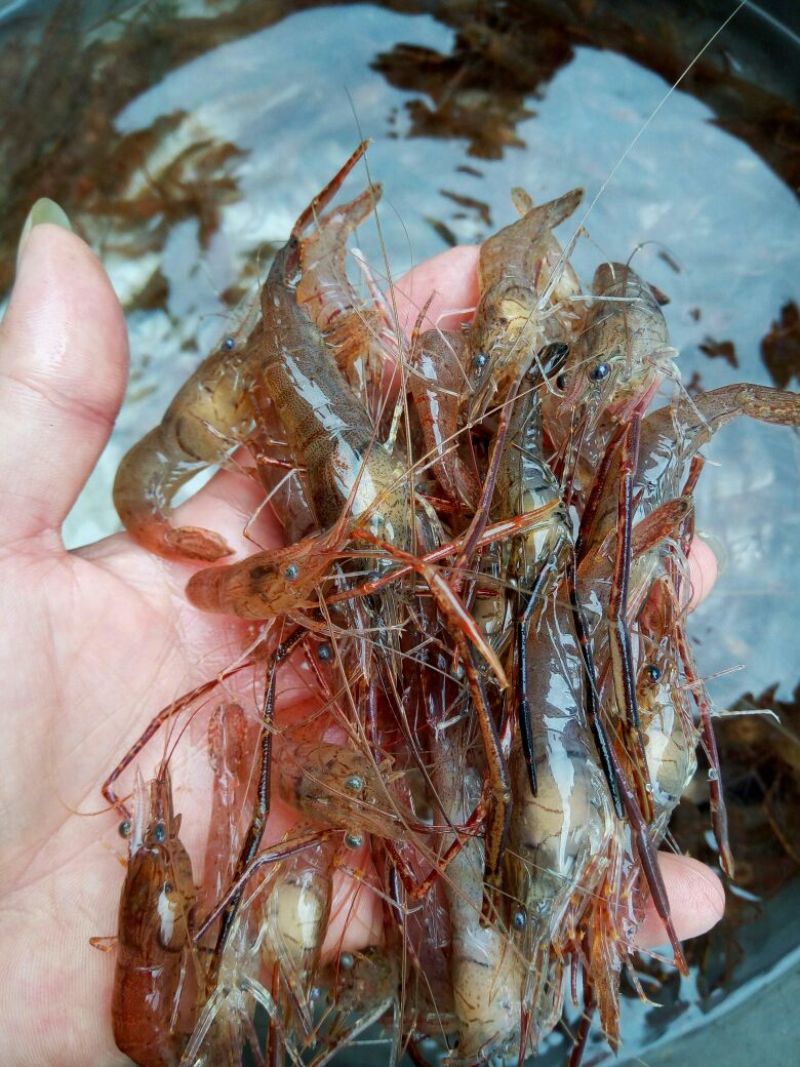 河虾活虾16~20只/kg