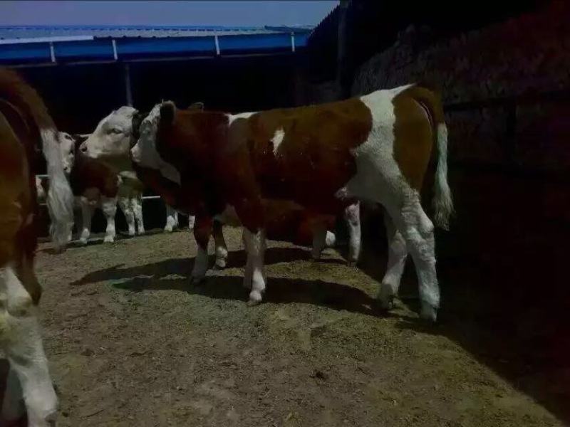 肉牛