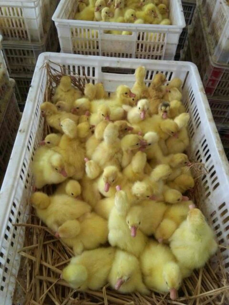 鹅苗250g以下