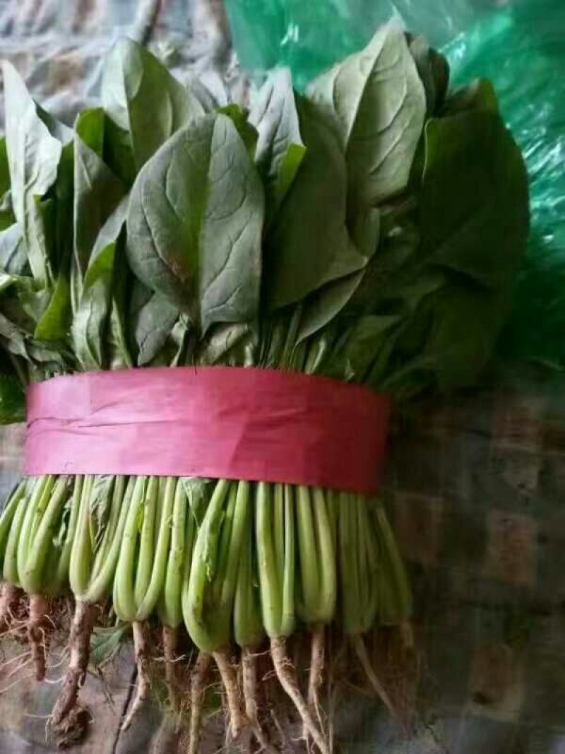 大叶菠菜20~25厘米