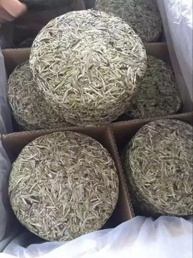 福鼎白茶