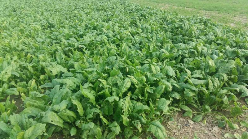 小叶菠菜15~20厘米