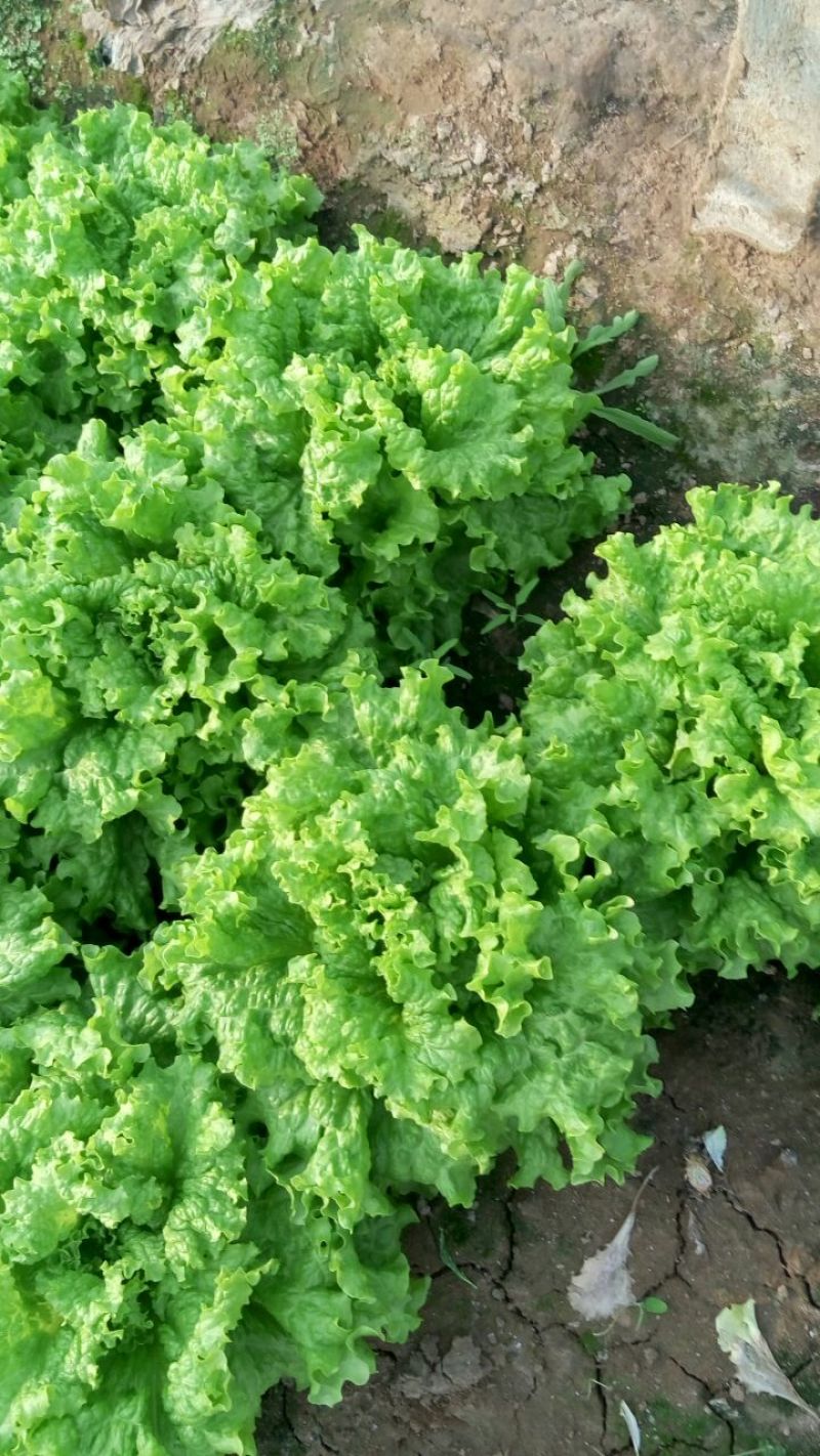 散叶生菜6两~0.78，质量好，价格稳定，诚信经营！
