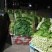 名门菠菜10~15厘米