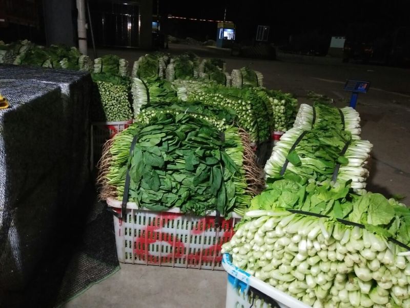 名门菠菜10~15厘米