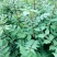花椒苗0.5~1年