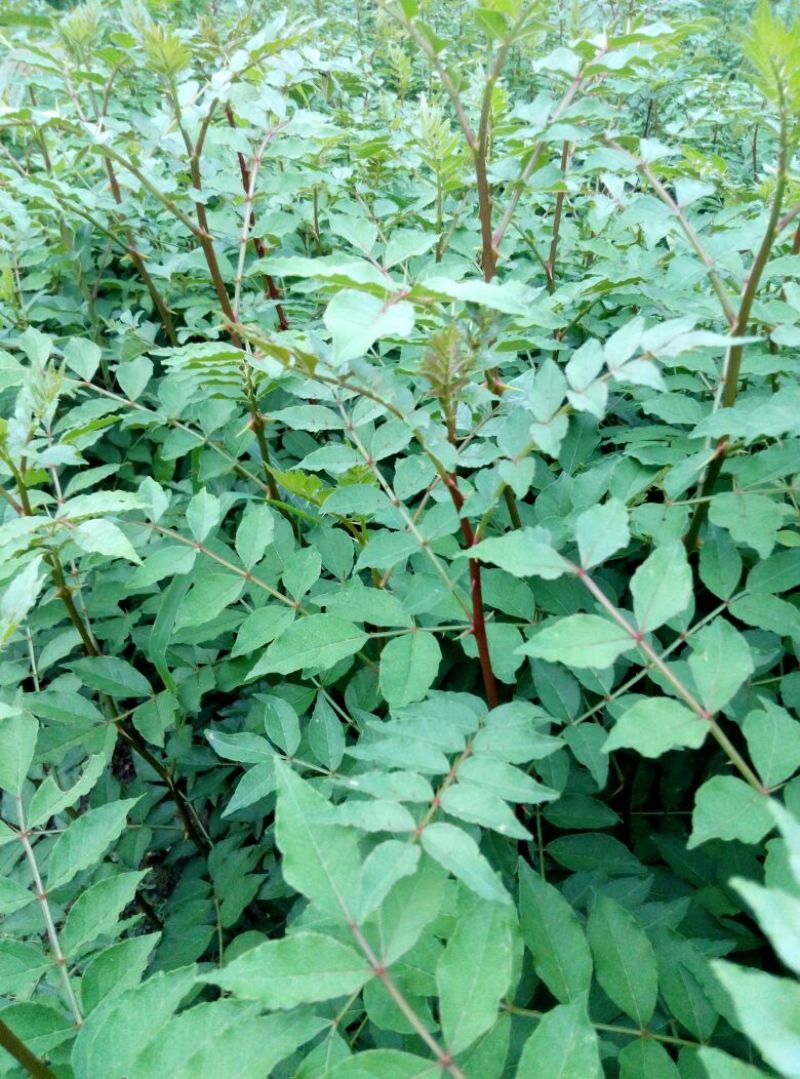 花椒苗0.5~1年