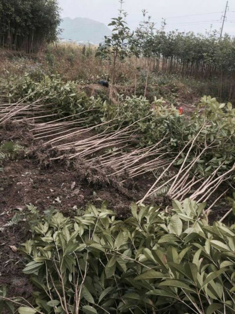 桂花苗120cm以上，地经1-3公分大量有货