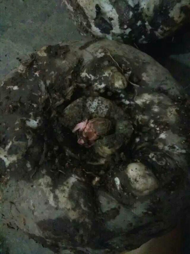 魔芋干