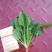 小叶菠菜10~15厘米