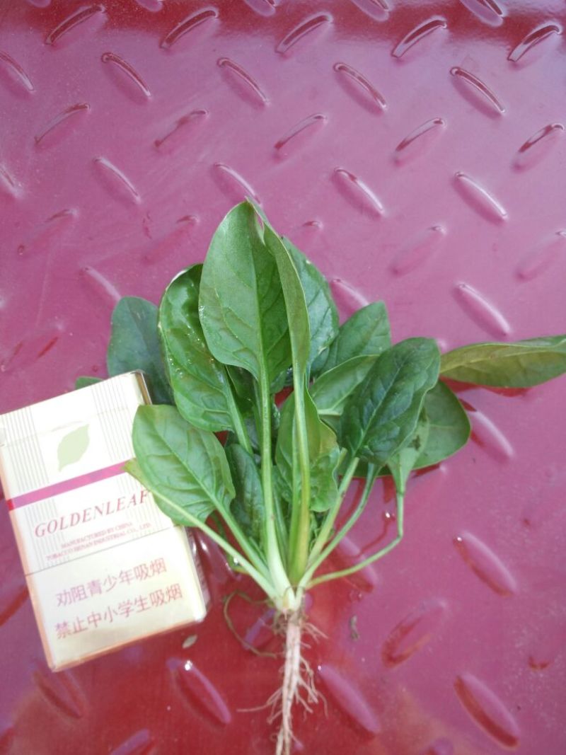 小叶菠菜10~15厘米