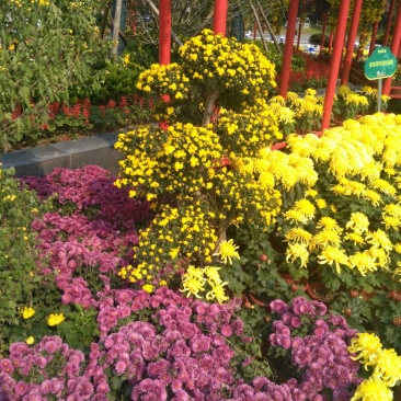 野菊花统货