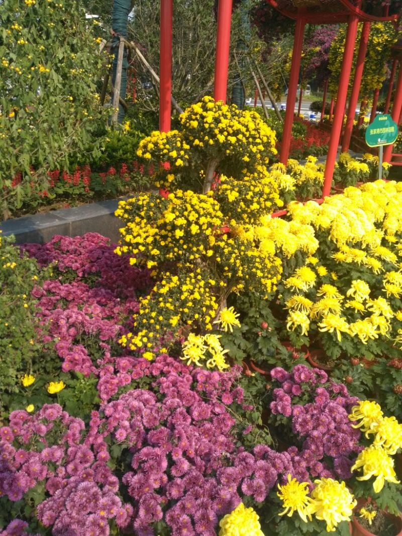 野菊花统货