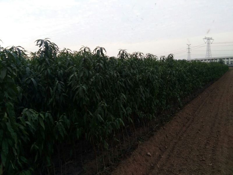 女贞4cm以下