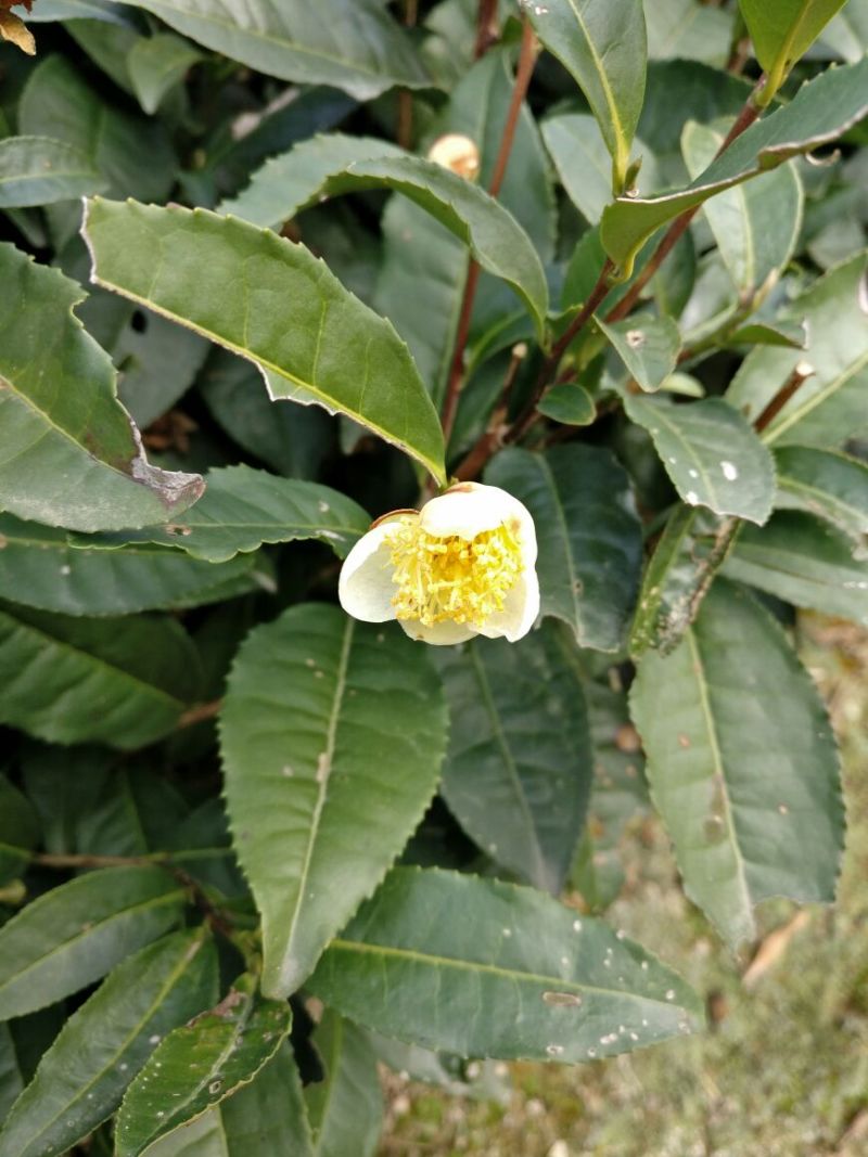 老树茶一级