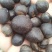 野生茶树油