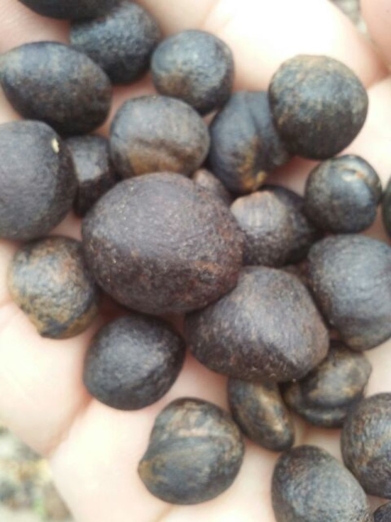 野生茶树油