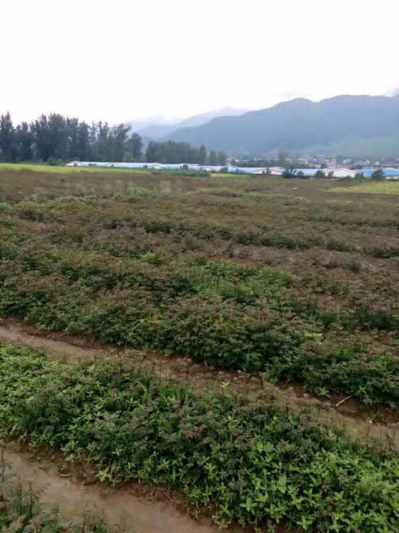花椒苗