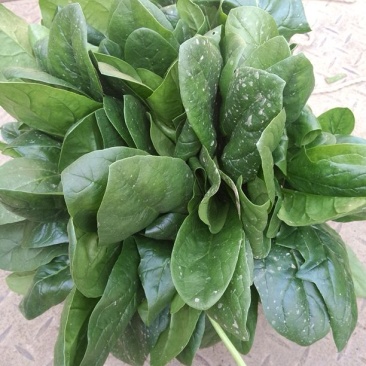 黑叶菠菜20~25厘米