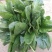 黑叶菠菜20~25厘米